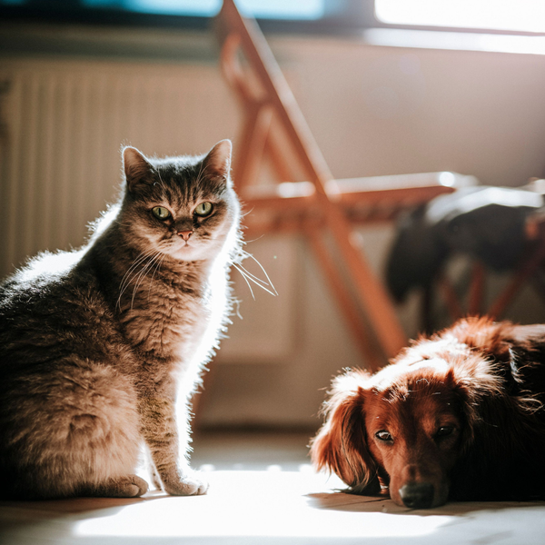 Pet Products